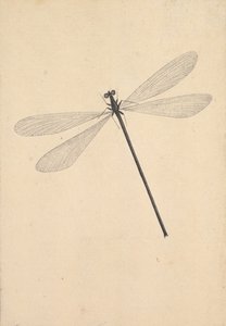Uma libélula, início do século XVIII a meados do século XVIII. de Nicolaas Struyk