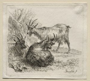 Animalia: Três cabras de Nicolaes Berchem