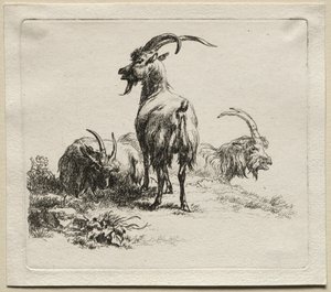 Animalia: Três cabras de Nicolaes Berchem