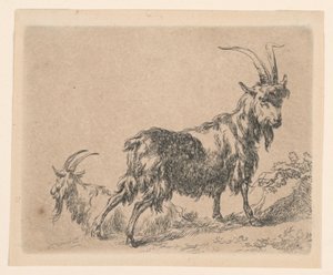 Duas cabras, de "Animalia" de Berchem (Animals)