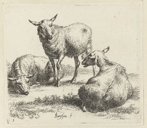 Seque as ovelhas Schapen (título da série) Animais desenhados à vida e impressos na água pelo ar forte pelo Studio and Art of Nicolai Berchem (título da série) de Nicolaes Pietersz Berchem