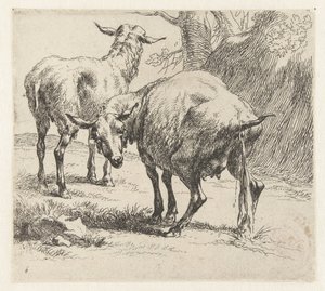 Pissende ooi en een schaap Schapen (título da série) Animais desenhados à vida e impressos na água pelo ar forte pelo Studio and Art of Nicolai Berchem (título da série) de Nicolaes Pietersz Berchem