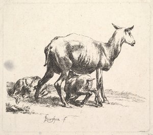Ovinos com amamentação de cordeiro. de Nicolaes Pietersz. Berchem