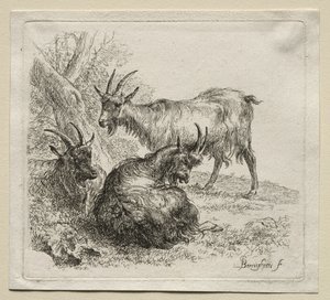 Três cabras. de Nicolaes Pietersz. Berchem