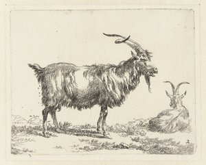 Twee geiten
Geiten (título da série)
Animalia ad vivum delineata et aqua forti aeri impressa Studio et Arte Nicolai Berchemi (título da série)
