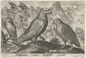 Águia e outras aves de rapina Pássaros e insetos (título da série) de Nicolaes de Bruyn
