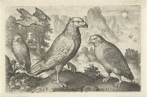 Águia e outras aves de rapina
Aves e insectos (título da série) de Nicolaes de Bruyn
