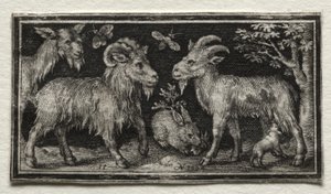 cabras e lebre de Nicolaes de Bruyn