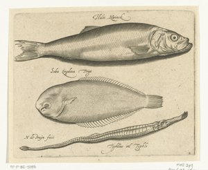 Arenque, linguado e peixe-cachimbo Libelivs diversos Genera piscium complectens (título da série) Peixes de água doce, peixes marinhos, sapos, crustáceos e criaturas marinhas (título da série) de Nicolaes de Bruyn