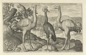Gruta coroada entre duas avestruzes
Aves e insectos (título da série) de Nicolaes de Bruyn