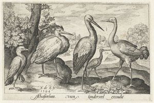 Cegonha, guindaste, garça e colhereiro
Aves e insectos (título da série)
