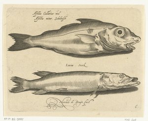 Arinca e lúcio
Libelivs varia Genera piscium complectens (título da série)
Peixes de água doce, peixes de mar, sapos, crustáceos e criaturas do mar (título da série) de Nicolaes de Bruyn