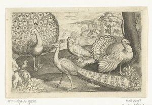 Dois pavões e um peru
Aves e insectos (título da série) de Nicolaes de Bruyn