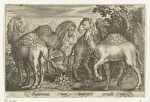Quatro dromedários Animalivm qvadrvpedvm (título da série) Animais em paisagens (título da série) de Nicolaes de Bruyn