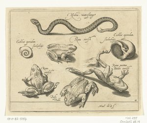 Cobra de água, sapos e sapos
Libelivs varia Genera piscium complectens (título da série)
Peixes de água doce, peixes de mar, sapos, crustáceos e criaturas do mar (título da série) de Nicolaes de Bruyn