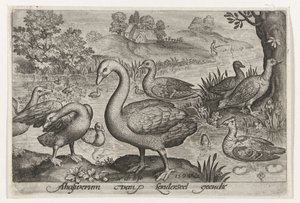 Cisnes, gansos e patos perto da água
Aves e insectos (título da série)