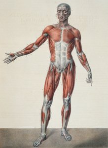 Anatomia do corpo humano, de &39;Traet Complet d&39;Anatomie de l&39;Homme&39; de Jean-Baptiste Marc Bourgery (1797-1849) gravado por Bernard, Paris, 1831