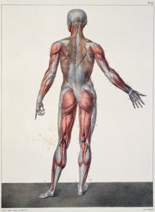 Anatomia do corpo humano, de &39;Traet Complet d&39;Anatomie de l&39;Homme&39; de Jean-Baptiste Marc Bourgery (1797-1849) gravado por Bernard, Paris, 1831