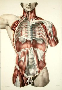 Torso esfolado, placa de 