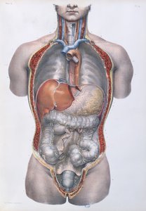 Órgãos internos, placa de "Traço Completo da Anatomia do Homem", de Jean-Baptiste Marc Bourgery (1797-1849) 1866-67