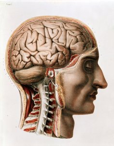 O Cérebro, placa de "Traço Completo da Anatomia do Homem", de Jean-Baptiste Marc Bourgery (1797-1849) 1866-67