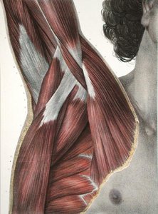 The Shoulder and Axilla, de 