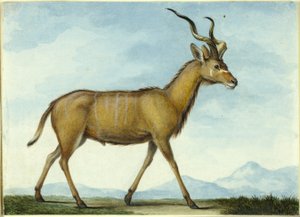 Um Kudu de Nicolas Hüet the Younger