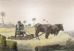 Colheita de Milho, do Volume II Artes e Ofícios da &39;Descrição do Egito&39;, pub. sob as ordens de Napoleão, 1822 (posterior coloração)