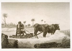 Colheita de Milho, do Volume II Artes e Ofícios da &39;Descrição do Egito&39;, pub. sob as ordens de Napoleão, 1822