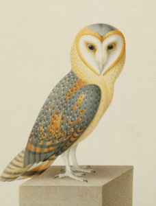 Uma coruja de celeiro de Nicolas Robert