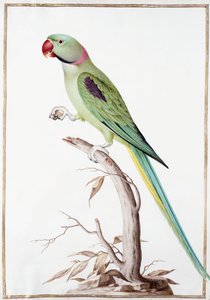 Periquito-alexandrino de Nicolas Robert
