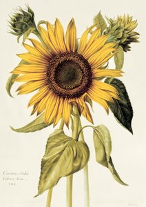 Helianthus Annuus (Girassol) no.71 de &39;Velins du Roi Vol.36&39;, c.1666-85 (wc em velino)