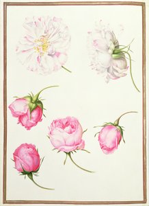 PD.109-1973.f1 Seis cabeças de rosas antiquadas (wc em pergaminho) de Nicolas Robert