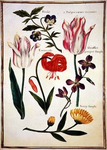 PD.109-1973.f31 Duas Tulipas 