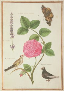 PD.109-1973.f60 Centifolia Rose, Lavanda, Borboleta de Tartaruga, Pintassilgo e Pombo-de-crista (wc em velino) de Nicolas Robert