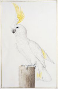 Cacatua com crista de enxofre de Nicolas Robert