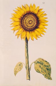 Girassol ou Helianthus, de &39;La Guirlande de Julie&39;, c.1642 (wc em velino)