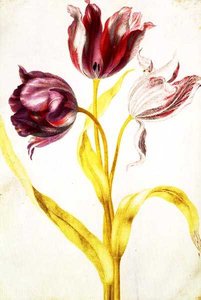 Tulipas, c.1675 (guache em velino) de Nicolas Robert