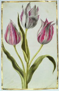 Tulipas, c.1675 (guache sobre velino) de Nicolas Robert