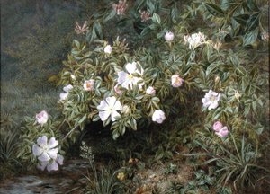 Um estudo das Rosas Cães, c.1900 (óleo sobre tela) de Niels Pieter Rasmussen
