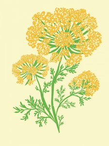 Umbel amarelo vibrante de Nikita Jariwala