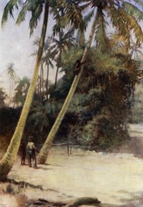 Rapaz das Ilhas Salomão Escalada depois de cocoa-nuts verdes, perto de Gavutu, Nova Flórida (cor litho) de Norman Hardy