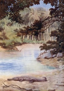 O Lar do Crocodilo, Ilhas Salomão Britânicas (cor litho) de Norman Hardy