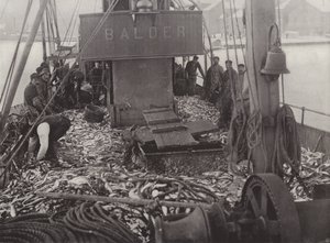 Pesca de arenque de inverno de Norwegian Photographer