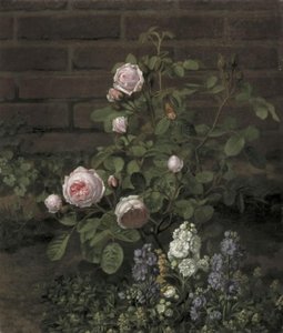 Uma roseira de musgo cercada por flores de verão