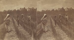 Arroz de capina, 1876-1888. de O. Pierre Havens