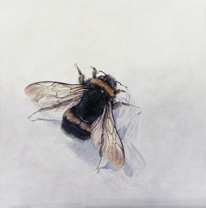 Bombus terrestris 11 (acrílico sobre madeira revestida a gesso) de Odile Kidd