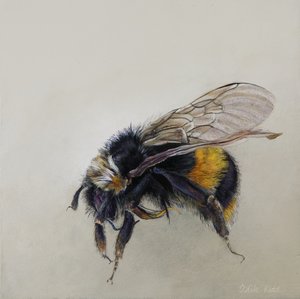Bombus terrestris 1 (a), 2008 (acrílico sobre madeira) de Odile Kidd