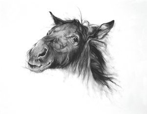 Colt, 2002 (carvão sobre papel Fabriano) de Odile Kidd