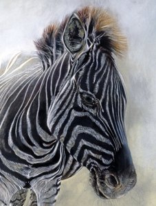 Equus burchelli 1 (pormenor), 2009 (carvão, conte e pastel de giz sobre papel Bockingford) de Odile Kidd